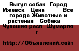 Выгул собак. Город Ижевск › Цена ­ 150 - Все города Животные и растения » Собаки   . Чувашия респ.,Шумерля г.